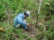 Planting seedlings